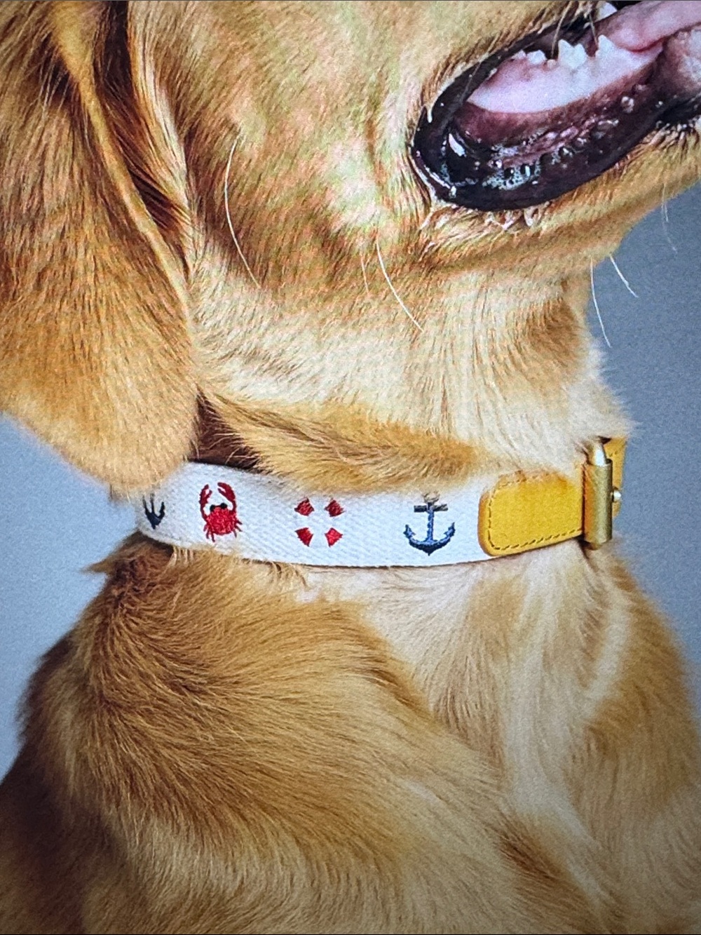 Anthropologie Large Summer Icon Needlepoint Pet Collar